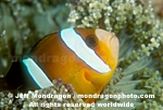 Clarks Anemonefish images
