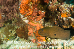 Giant Moray on Coral Reff photos