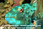 Redtail Parrotfish photos