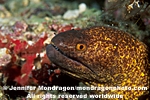 Yellow-margined Moray pictures