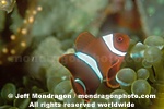Spine-cheek Anemonefish pictures