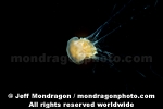 Lions Mane Jellyfish images