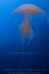 Atlantic Sea Nettle (jellyfish) photos
