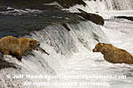 Brown (Grizzly) Bears images