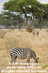 Plains zebra pictures