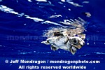 Baby Loggerhead Turtle images