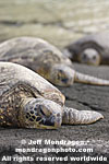 Green Sea Turtles photos