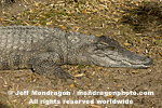 Siamese Crocodile photos