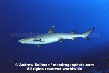 Whitetip Reef Shark