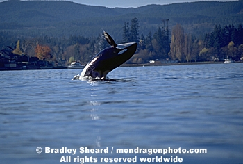 Orca Whale Breaching