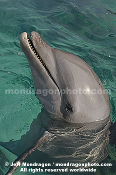 Bottlenose Dolphin Portrait