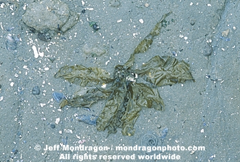 Brown Algae/Seaweed