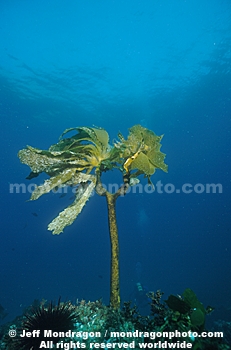 Southern Sea Palm