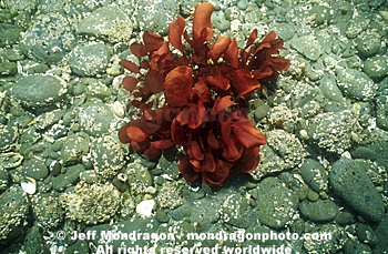 Red Algae/Seaweed