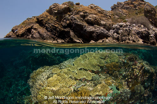 Above & Below Tropical coral reef 