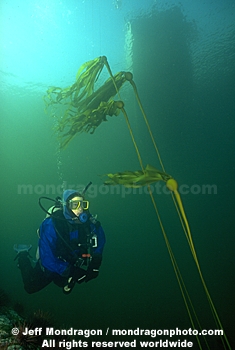 Diver and Bull Kelp