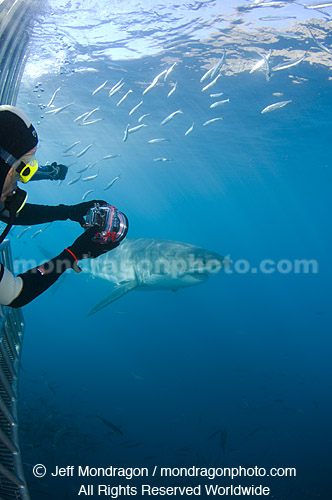 Diver in Shark Cage