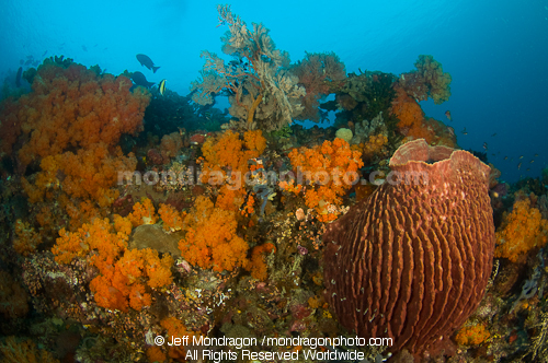 barrel sponge on Tropical Coral Reef
