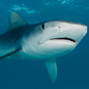 Image F_1539 Tiger Shark