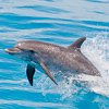 Image MM_1611 jumping spotted dolphin