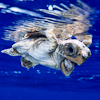 Image RH_141 baby loggerhead sea turtle