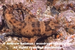 Swell Shark images