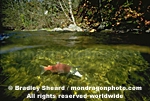 Sockeye Salmon Spawning pictures