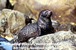 New Zealand Fur Seal Pup photos