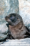 New Zealand Fur Seal Pup pictures