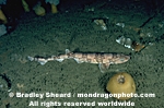 Chain Dogfish Shark pictures