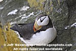 Horned Puffin photos