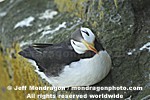 Horned Puffin photos