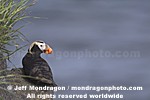 Tufted Puffin images