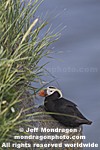 Tufted Puffin images