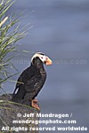 Tufted Puffin images