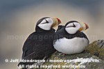 Horned Puffins images