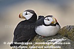 Horned Puffins pictures