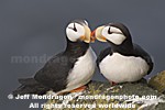 Horned Puffins photos