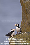 Horned Puffins images