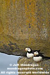 Horned Puffins images