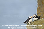 Horned Puffins pictures