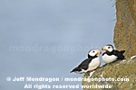 Horned Puffins images