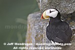 Horned Puffin photos