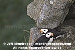 Horned Puffins pictures