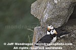 Horned Puffins photos