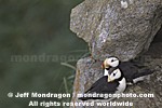 Horned Puffins pictures