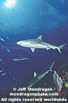 Caribbean Reef Shark pictures