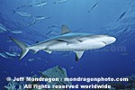 Caribbean Reef Shark images