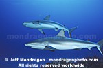 Caribbean Reef Shark images