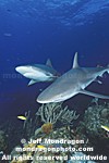 Caribbean Reef Shark images